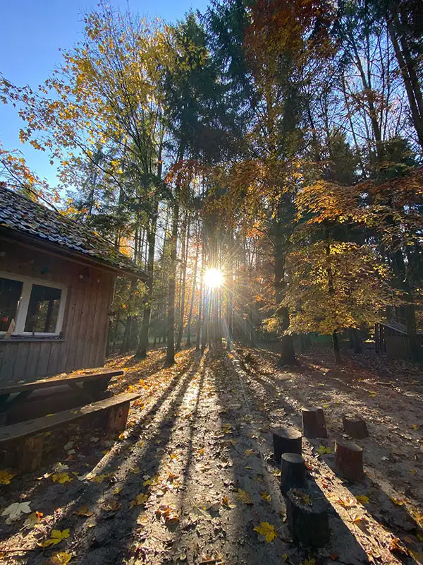 Sunshine in the forest kindergarten