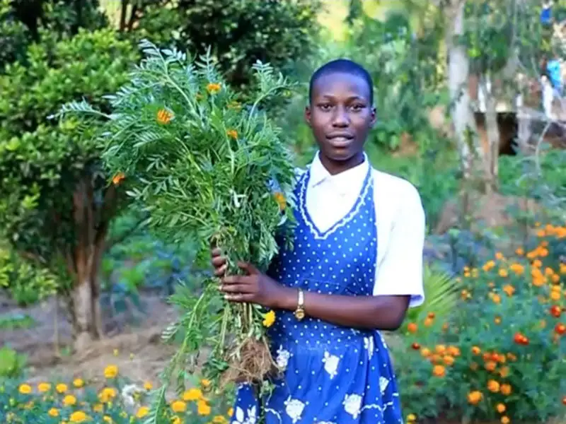 Die Schülerinnen lernen unter anderem, wie sie Biodiversität im Gartenanbau vergrößern und organische Pflanzenschutzmittel – etwa aus dem Neembaum – herstellen können.
© Hekima Girls' Secondary School Die Schülerinnen lernen unter anderem, wie sie Biodiversität im Gartenanbau vergrößern und organische Pflanzenschutzmittel – etwa aus dem Neembaum – herstellen können.
