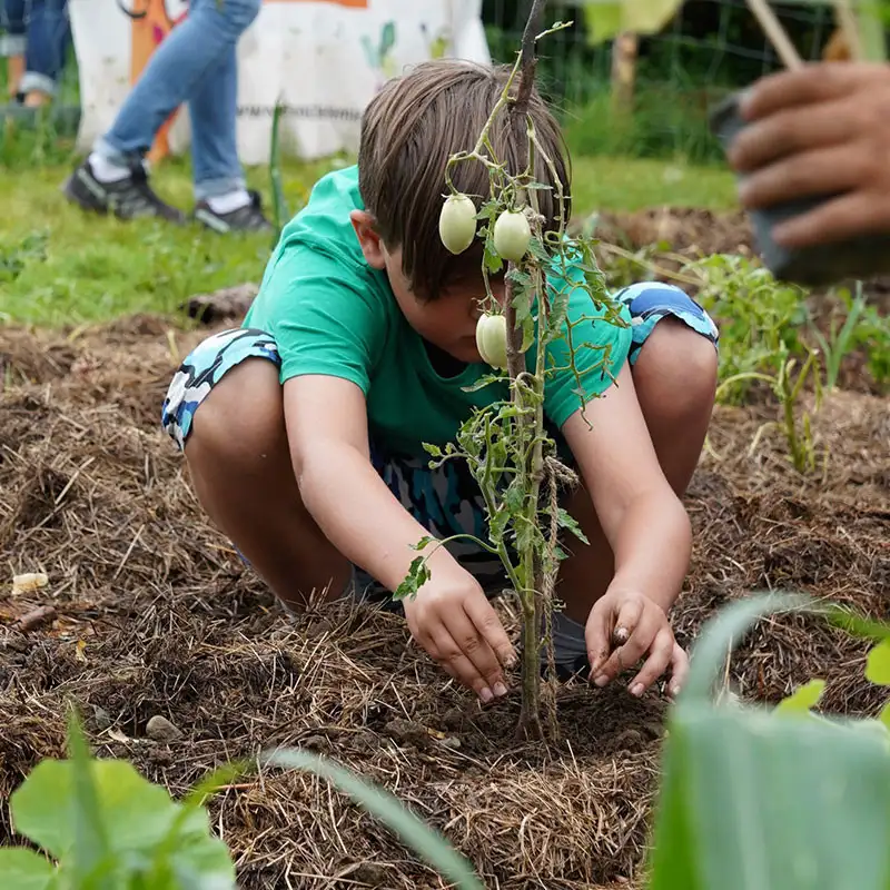 Nachhaltige Entwicklung, gesunde Ernährung und Selbstwirksamkeit – all das vermitteln Schulgärten. Kind mit Pflanze